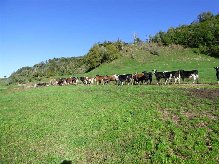 523 Honikiwi Road Otorohanga_6