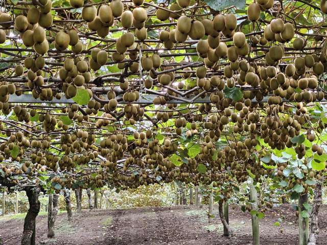 1395 No 3 Road Te Puke_1