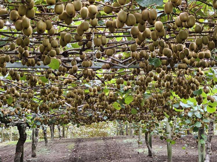 1395 No 3 Road Te Puke_1