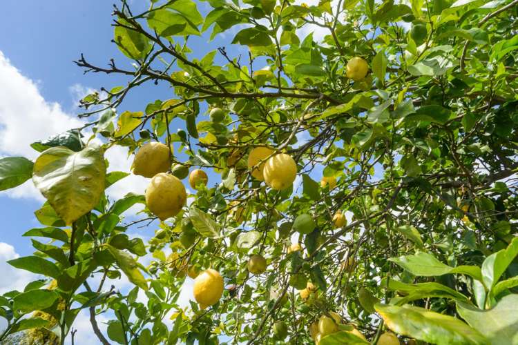 73 Havelock Avenue Westbrook_21