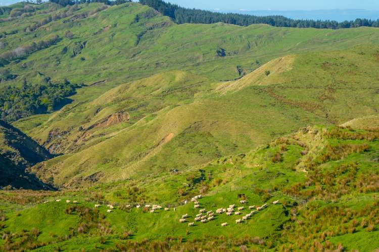 229 Rangikohua Road Tolaga Bay_8