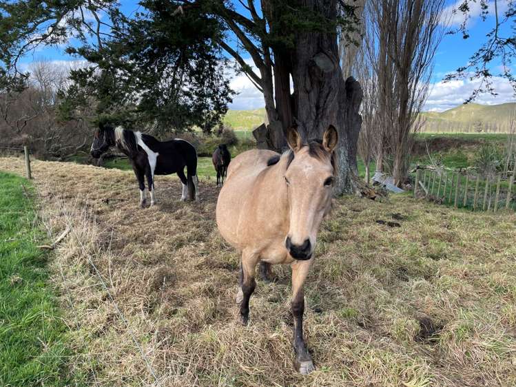 Middle Road Pahiatua_1