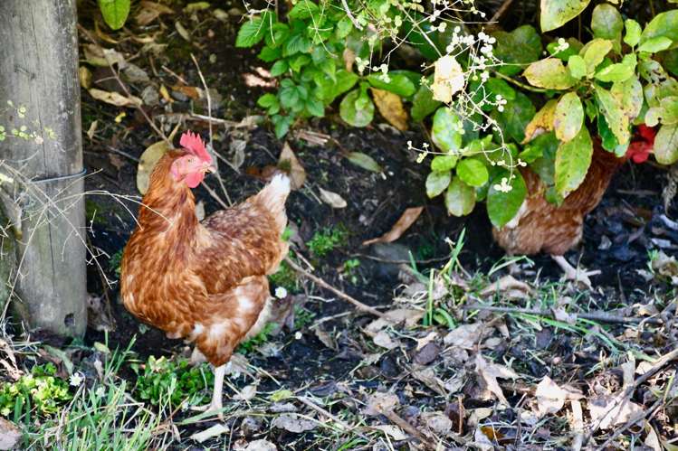 4546 Karamea Highway Karamea_16