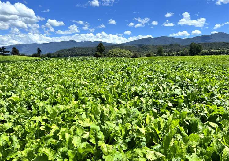 989 State Highway 69 Reefton_2