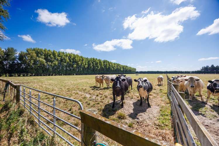 571 Kairanga Bunnythorpe Road Milson_14