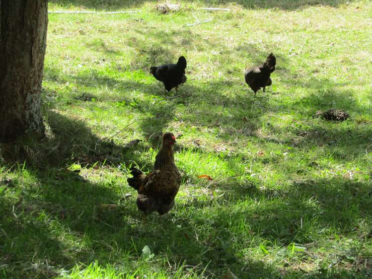 452 Holland Road Eureka_5