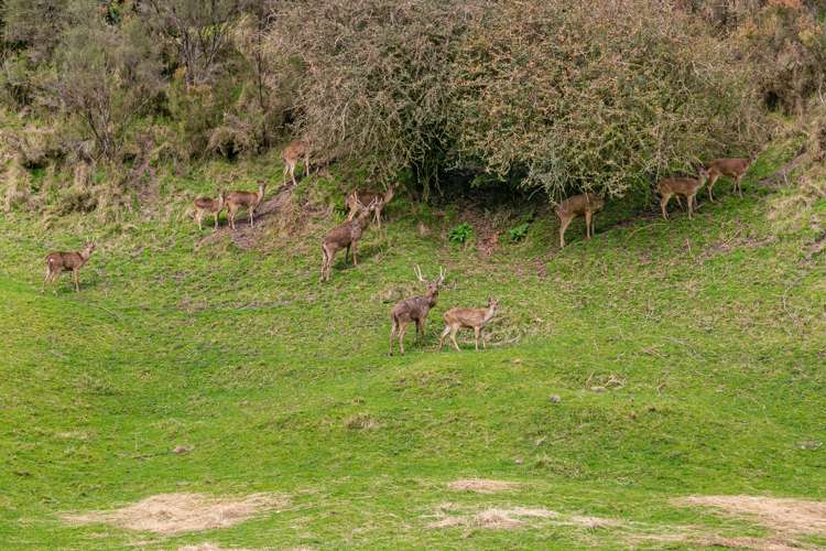 1420 State Highway 5 Tapapa_18