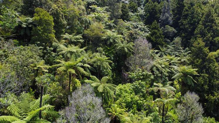 830 Manawahe Road Matata_22