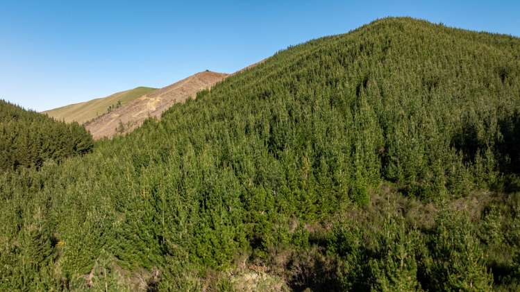 Motueka Valley Highway - Rabbit Gully Motueka Valley_5