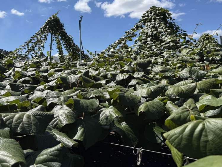 89 Work Road Aongatete_15