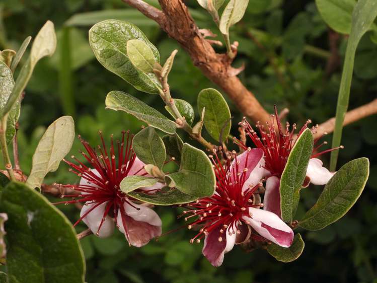 62 Kaitoke Lane Great Barrier Island_13