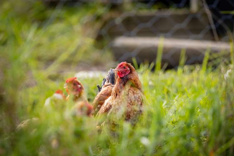 1725c Ruapekapeka Road Kawakawa_29