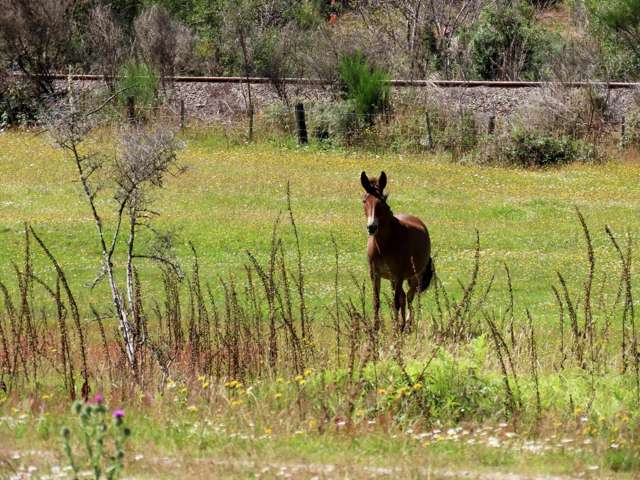 2265 State Highway 7 Reefton_4