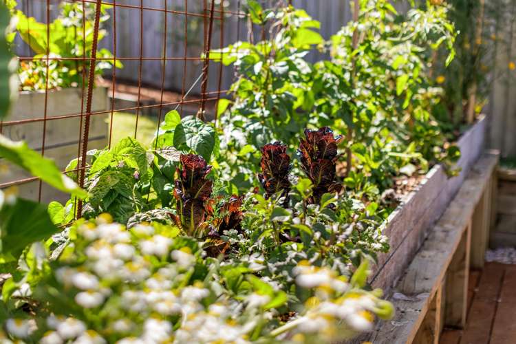 49 Davies Road Wellsford_13