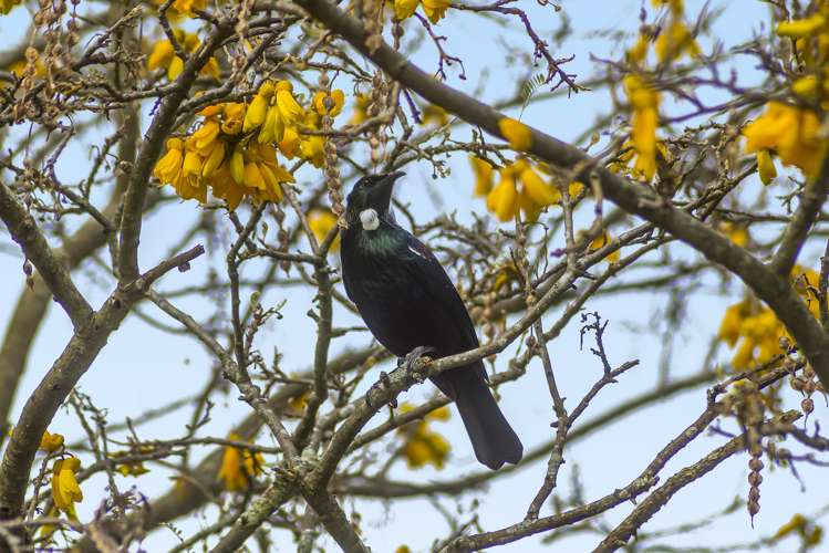 2b Tawa Street Waikanae_17