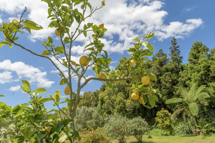 44A Martray Road Tahawai_22