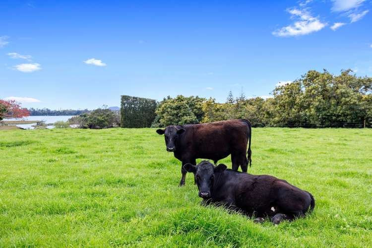 Old Highway Whakamarama_14