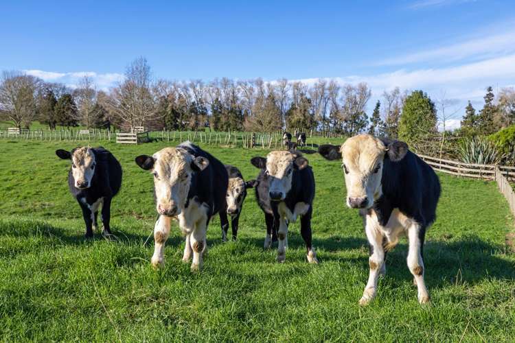 4953 Ohaupo Road Te Awamutu_47