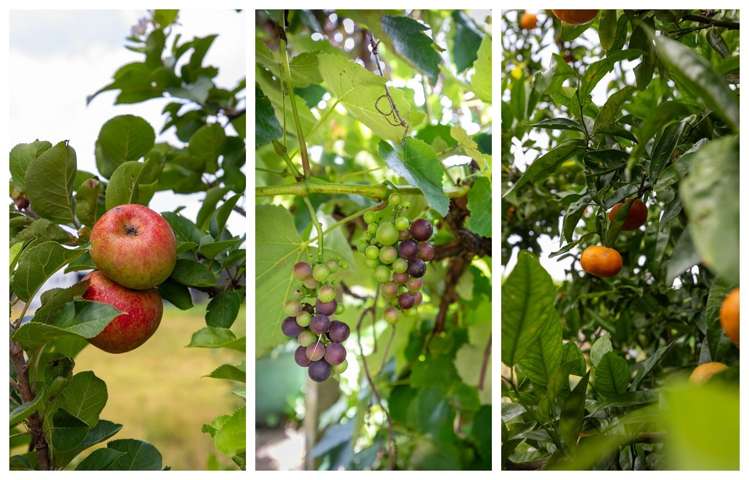 103 Warner Road Oropi_9