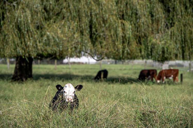 111 Paul Road Whakatane Surrounds_13