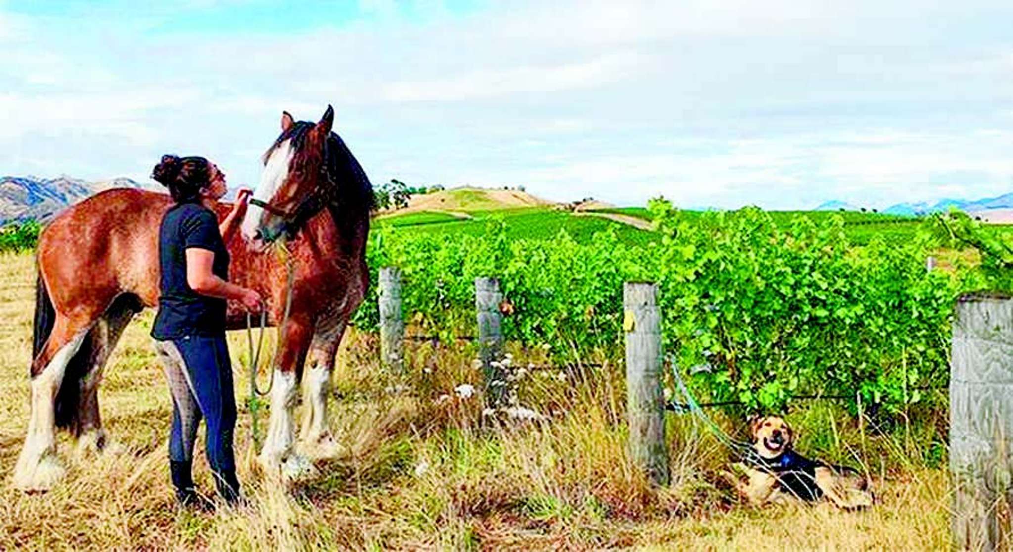 How horse and plough add French touch