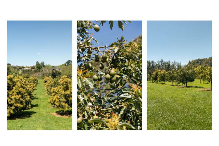 63A Rea Road Katikati_34