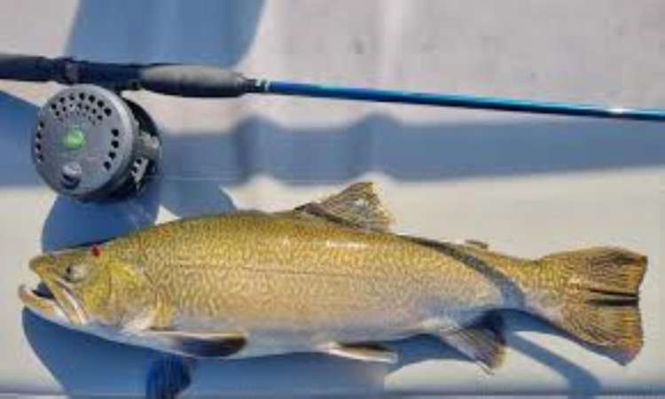 37 Oxford Road Lake Rotoma_28