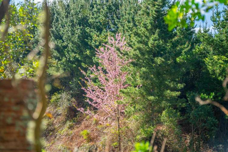 514 State Highway 1 Wairakei And Surrounds_26