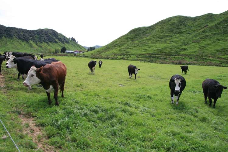 1756 Rawhitiroa Road Eltham_19