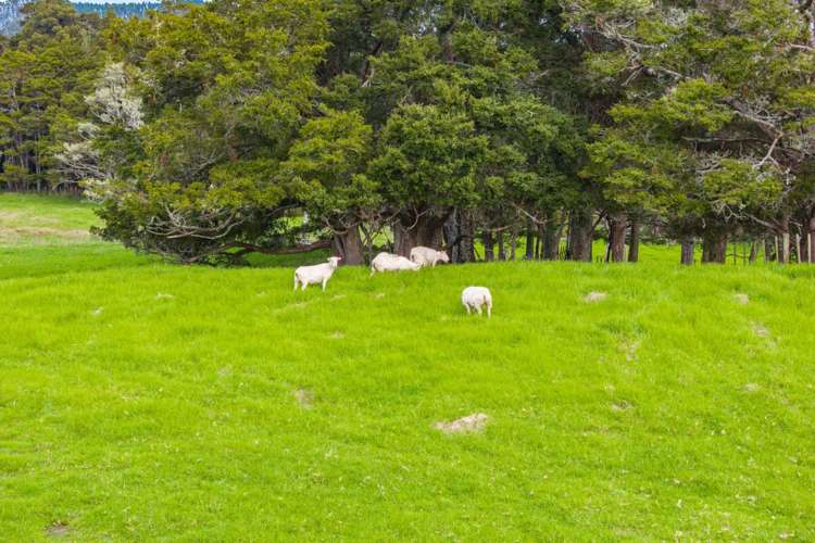 581 Lawrence Road Kaiwaka_30