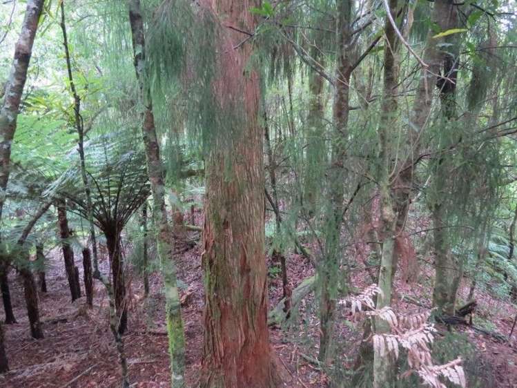 747a No 4 Road Te Puke_17