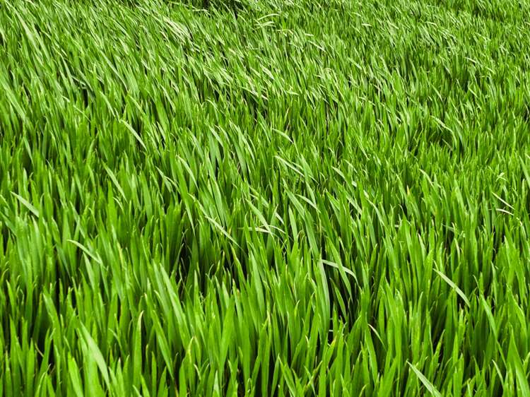 Warr Road. Balfour_12