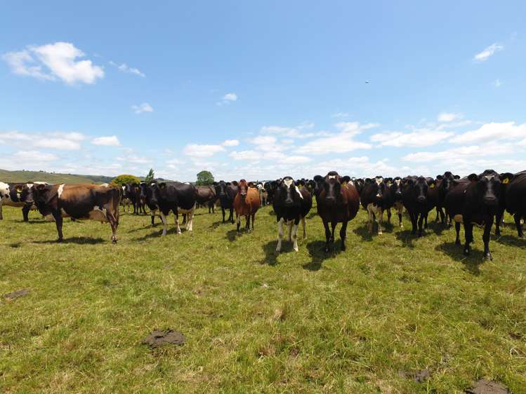 1318 Morrinsville-Tahuna Road Tahuna_10