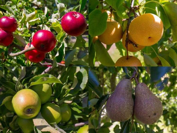 3 Gibsons Road Kaituna_8