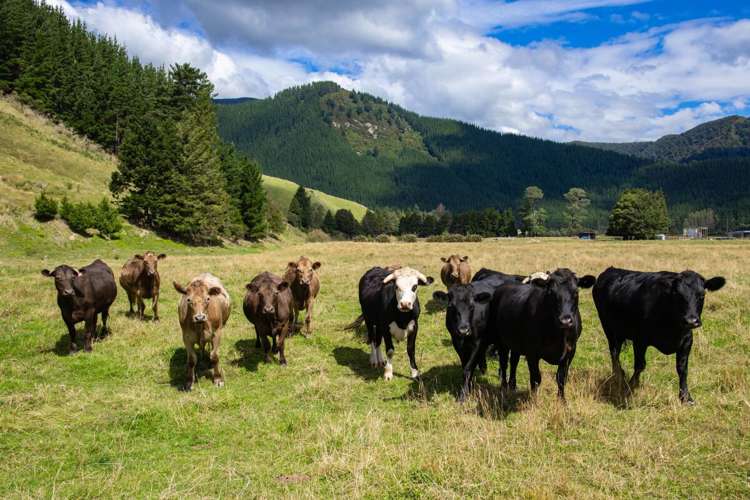 148 Tunakino Valley Road Rai Valley_6