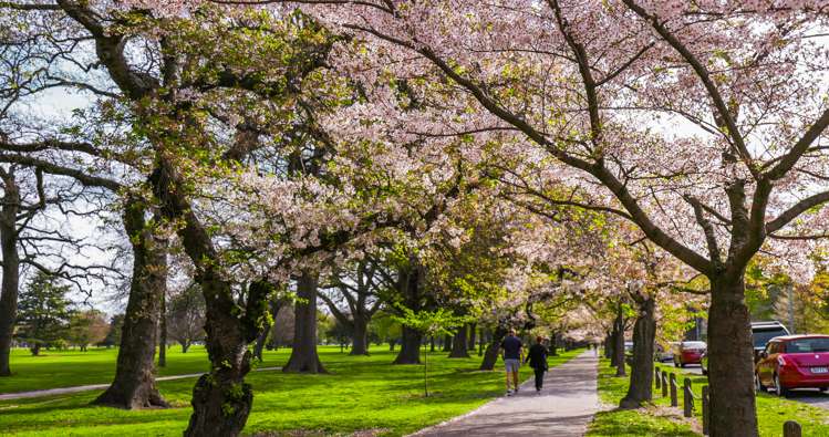 50a Fendalton Road Fendalton_19