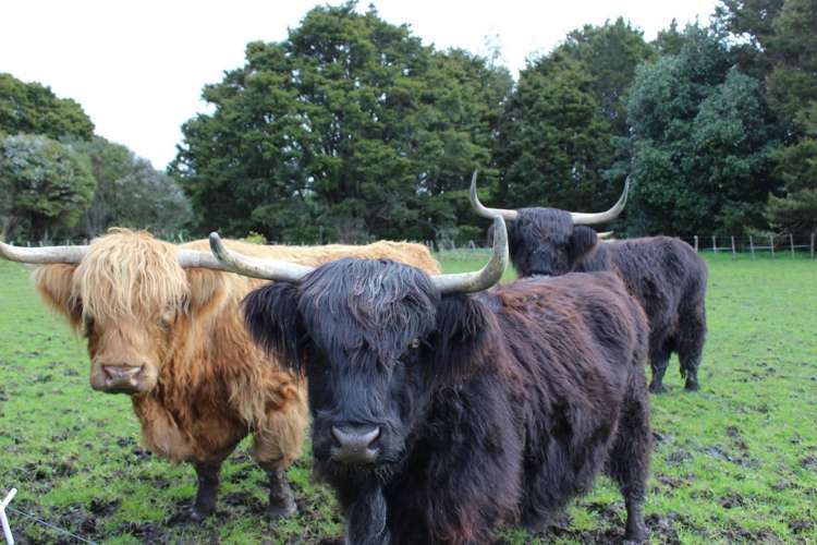 529 Whatitiri Road Poroti_13