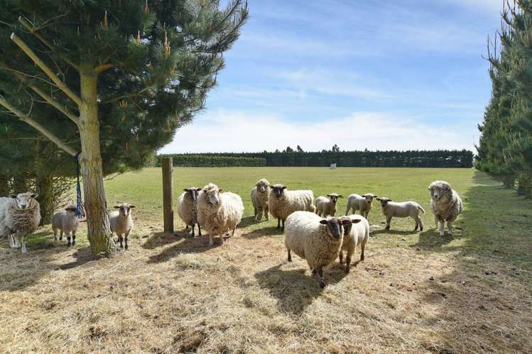 2585 South Eyre Road West Eyreton_23