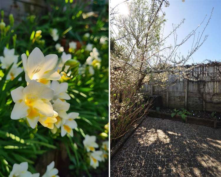 51 Splitt Avenue Glenview_21