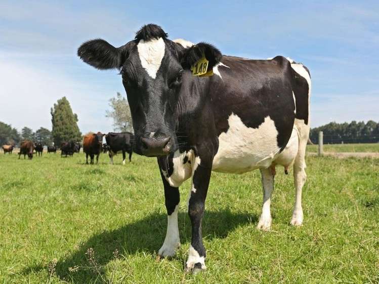 74 Reid Road Winton Surrounds_16