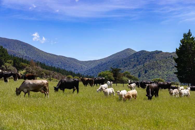 69 Titirangi Road Kenepuru Sounds_6