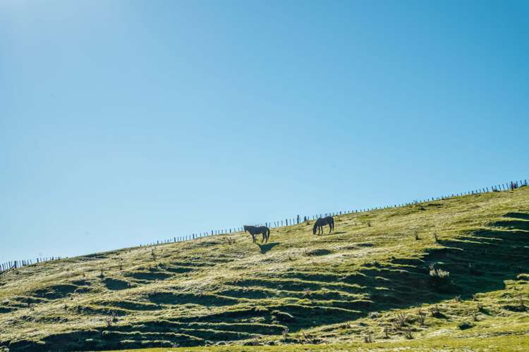 229 Rangikohua Road Tolaga Bay_3