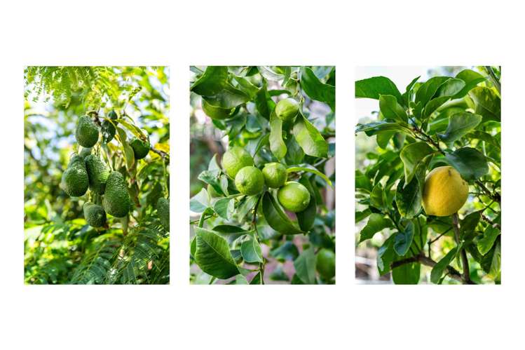 230B Rangi Avenue Whangamata_32