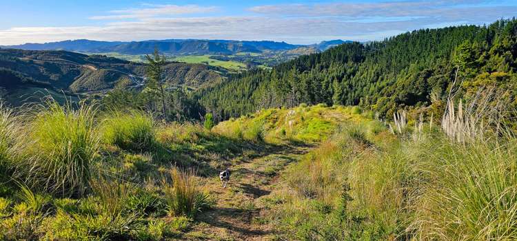 105 Linton Road Kaipara Flats_14