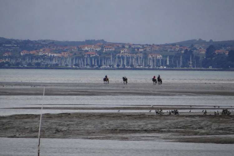 109 Okura River Road Okura_11