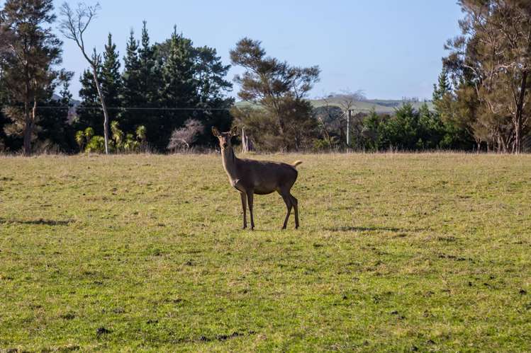 707 Norfolk Road Carterton_9