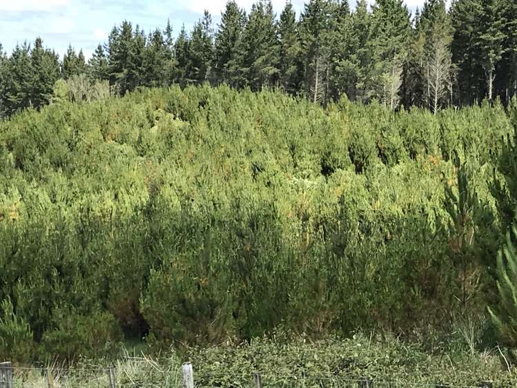 67 Tangye Road Oruanui_8