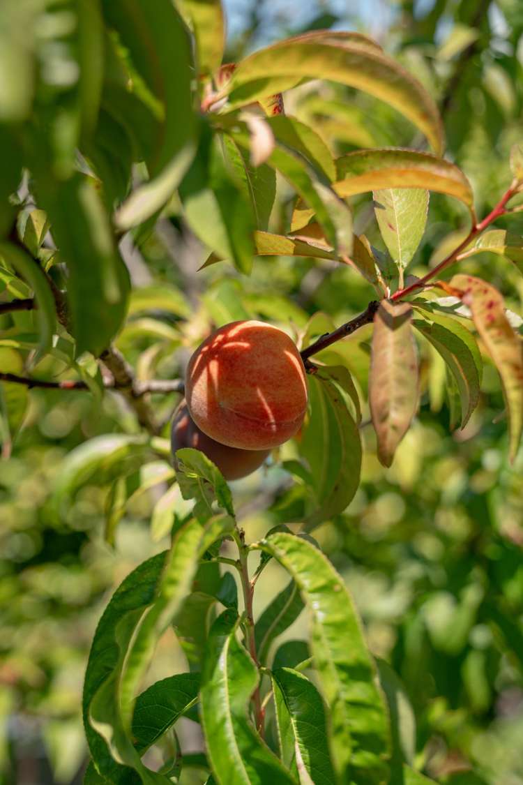 94 Appenzell Drive Whakatane_27