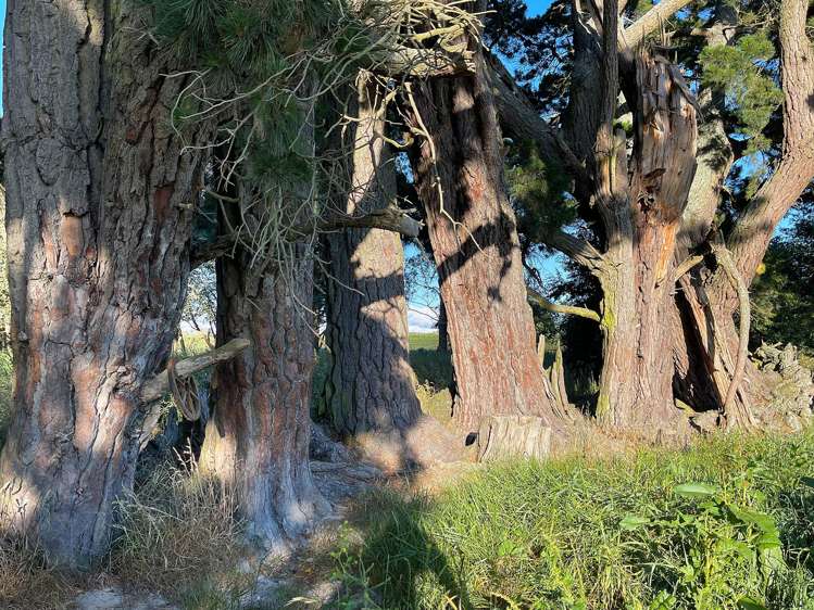 48 Gardiners Road, Starvation Hill Oxford_15