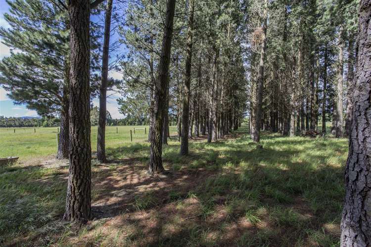 153 Birch Hill Road Okuku_20